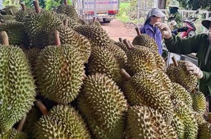 Sầu Riêng Việt Nam Mở Rộng Thị Trường Ấn Độ: Cơ Hội và Tác Động Đến Bất Động Sản Nông Nghiệp Cao Cấp