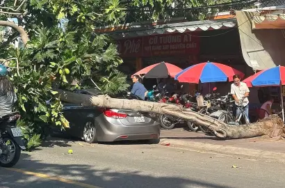Sự cố cây sa kê bật gốc tại TP HCM: Cảnh báo an toàn hạ tầng xanh và tác động đến thị trường bất động sản đô thị