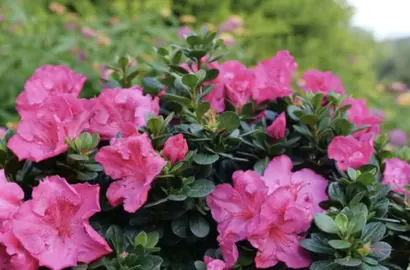 Tháng Ba – Thời điểm vàng trồng cây bụi thân gỗ nâng tầm giá trị không gian sống